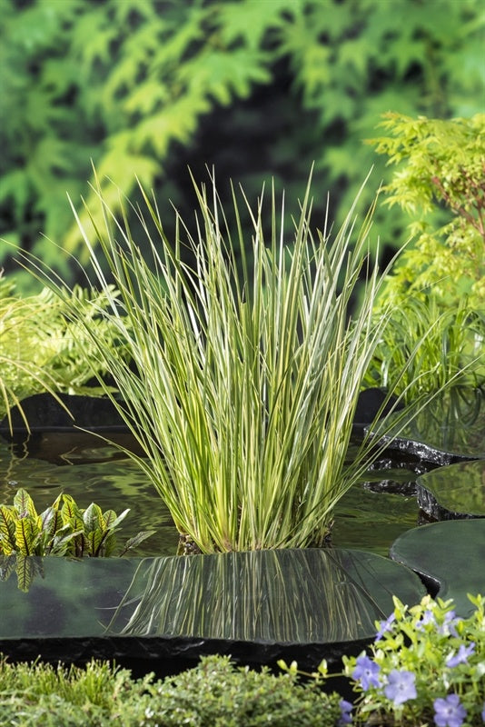 Acorus calamus 30cm 9cm Pot