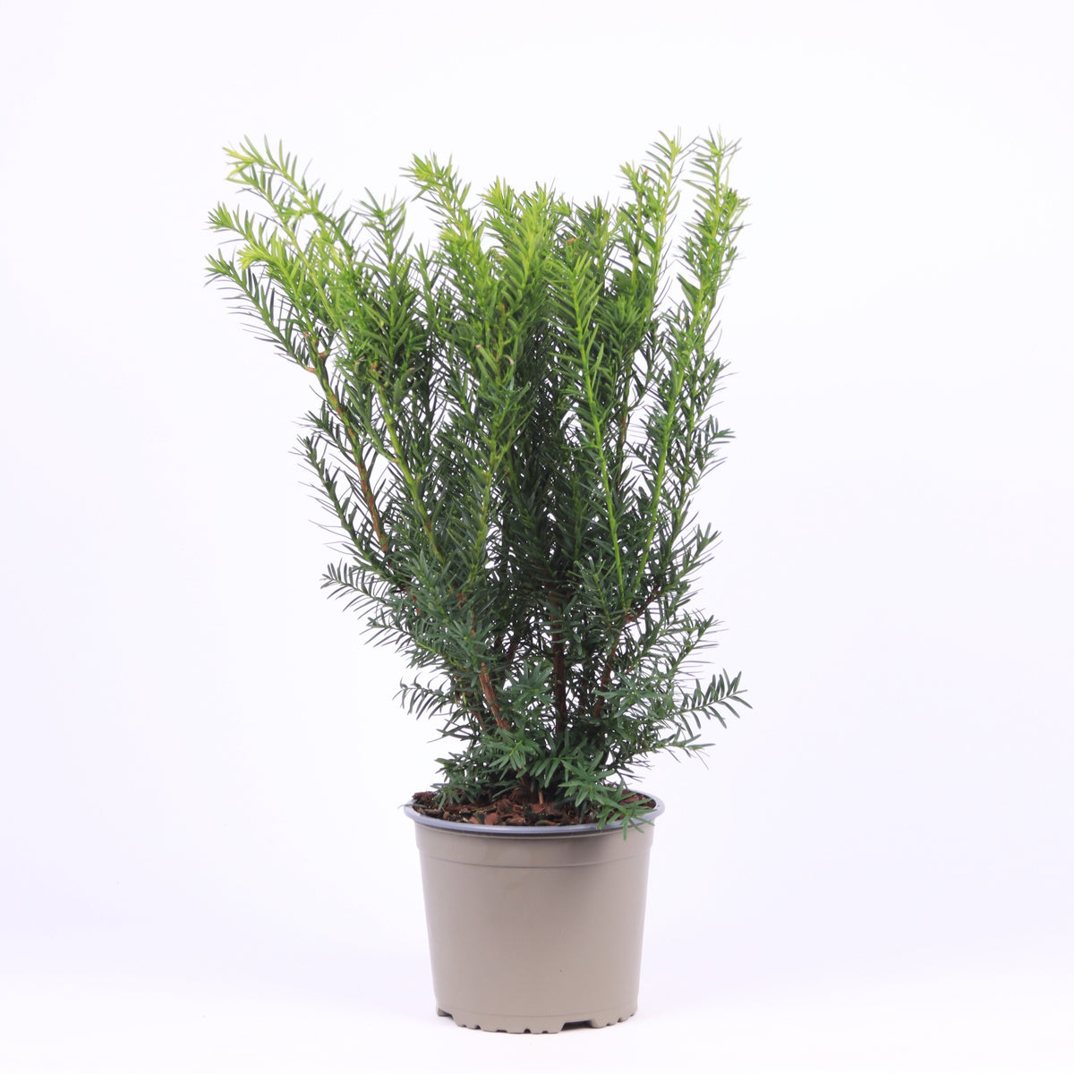 Taxus media Densiformis 50cm 17cm Pot