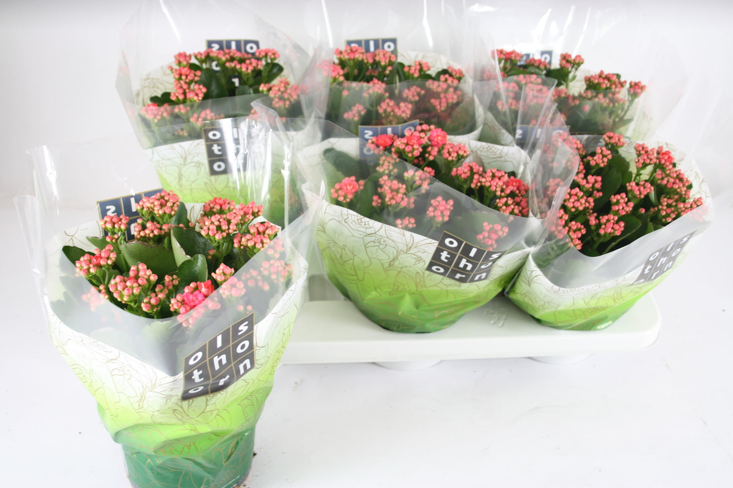 Olsthoorn & Zn BV, Tinus Kalanchoe Calandiva Birkin Pack of 6