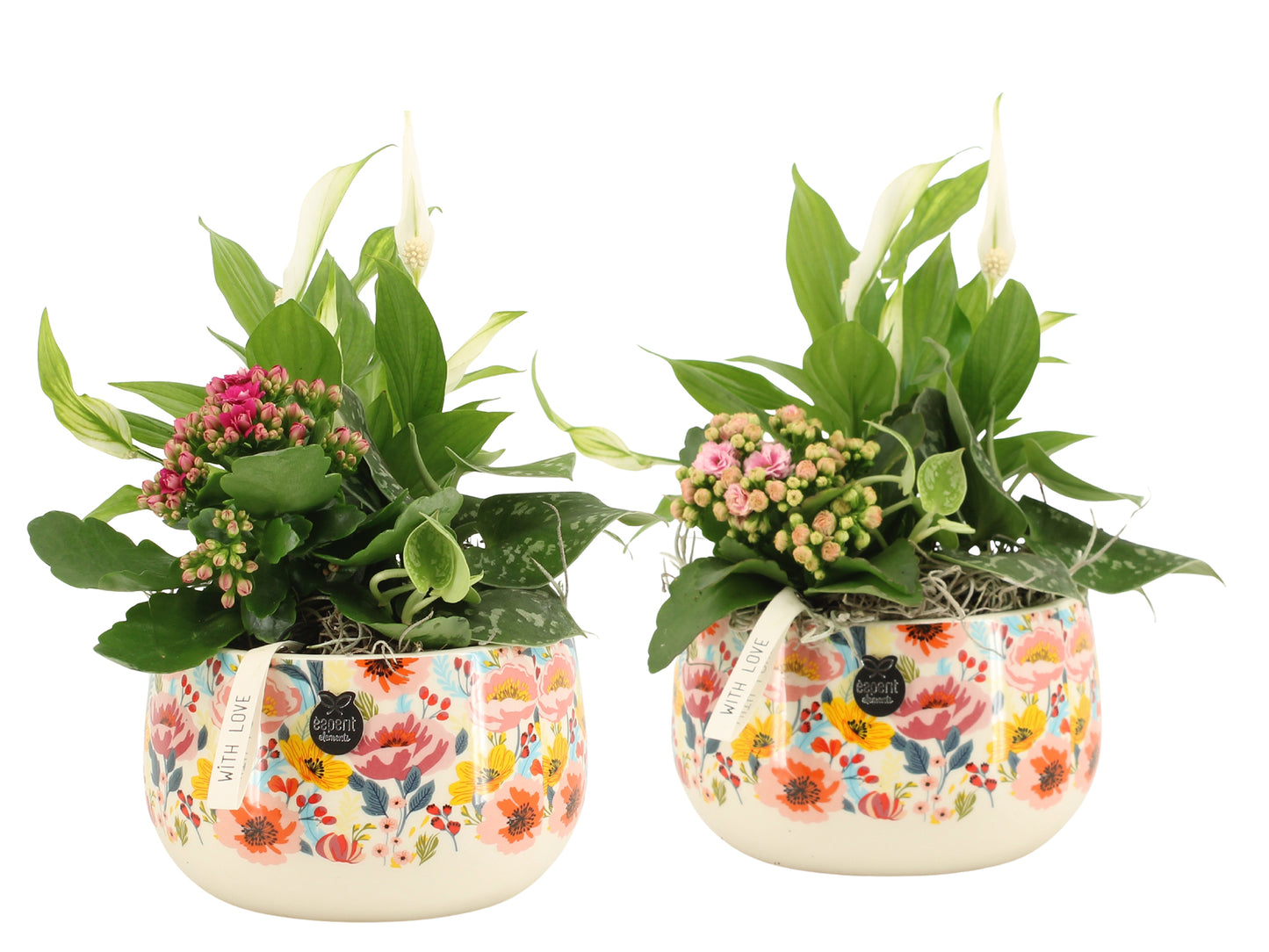 Indoor arrangement 28cm 17cm Pot