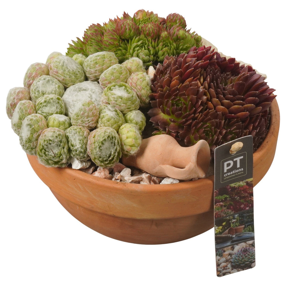 arr. Sempervivum 15cm 19cm Pot