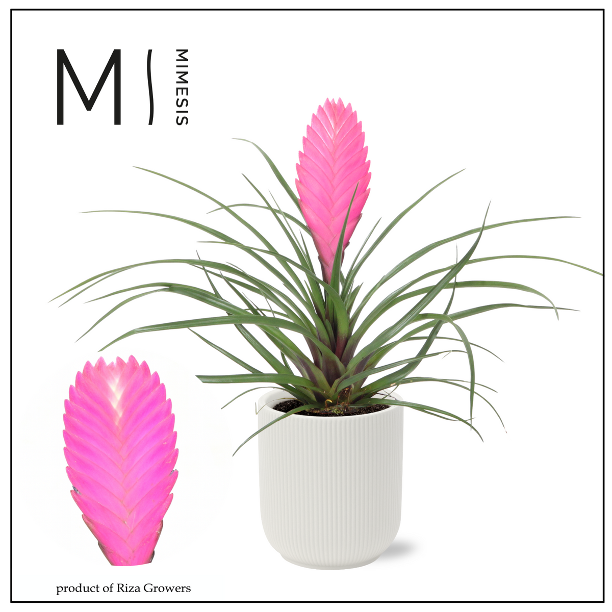 Tillandsia Vincent 33cm 12cm Pot
