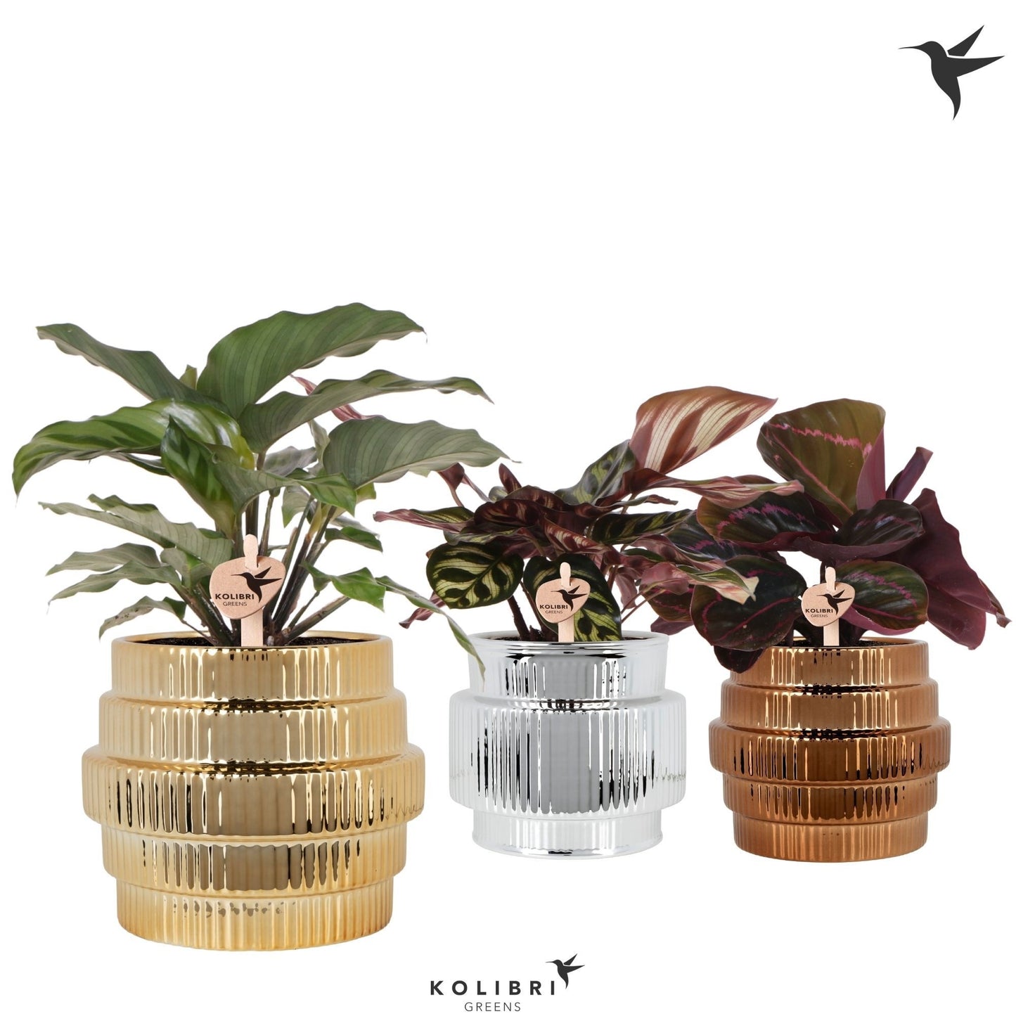 Calathea mix 24cm 9cm Pot