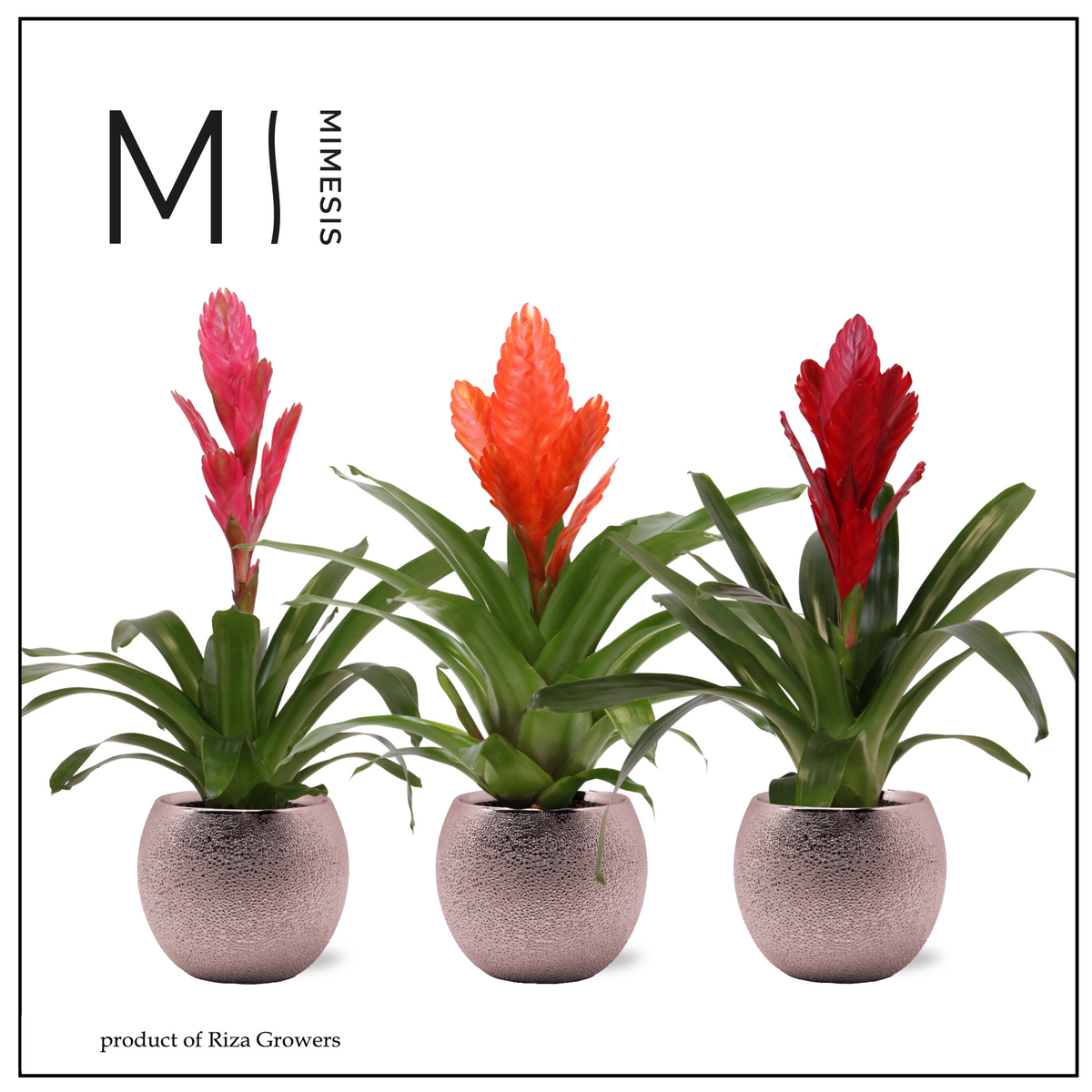 Vriesea mix 45cm 12cm Pot