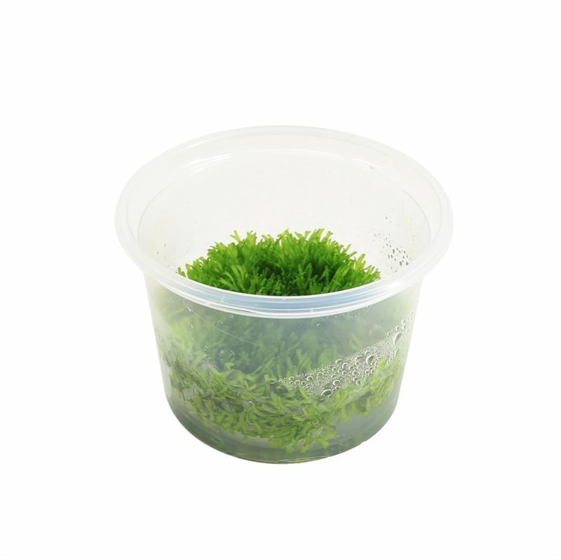 Aquarium plant mix 5cm 2cm Pot