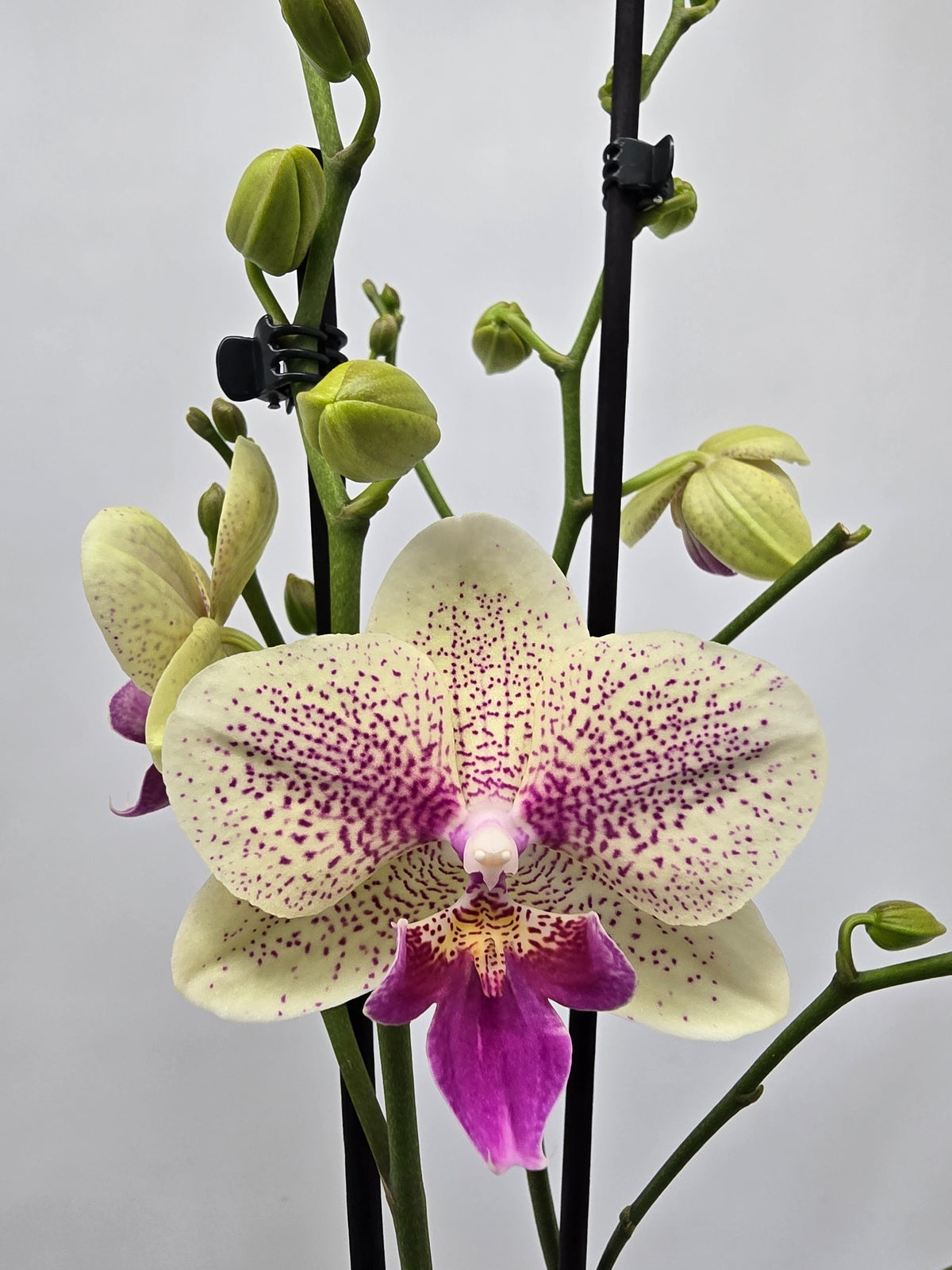 Phalaenopsis Hybrid 60cm 12cm Pot
