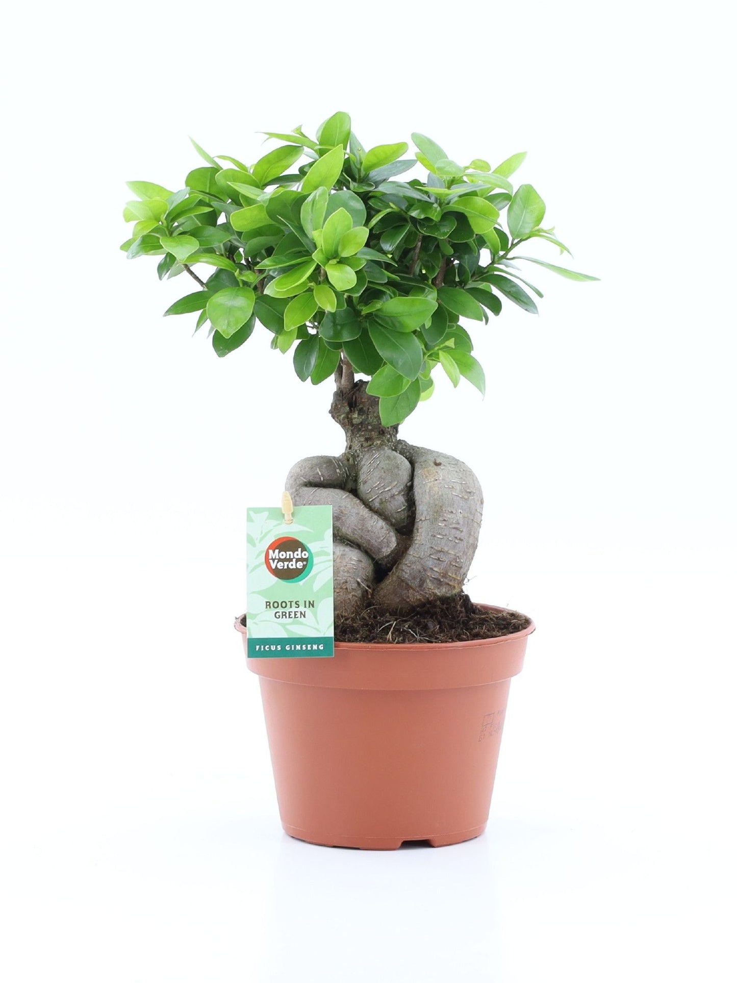 Ficus micr. Ginseng 35cm 15cm Pot