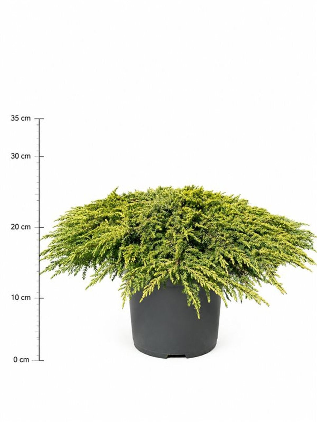 Juniperus communis 25cm 32cm Pot