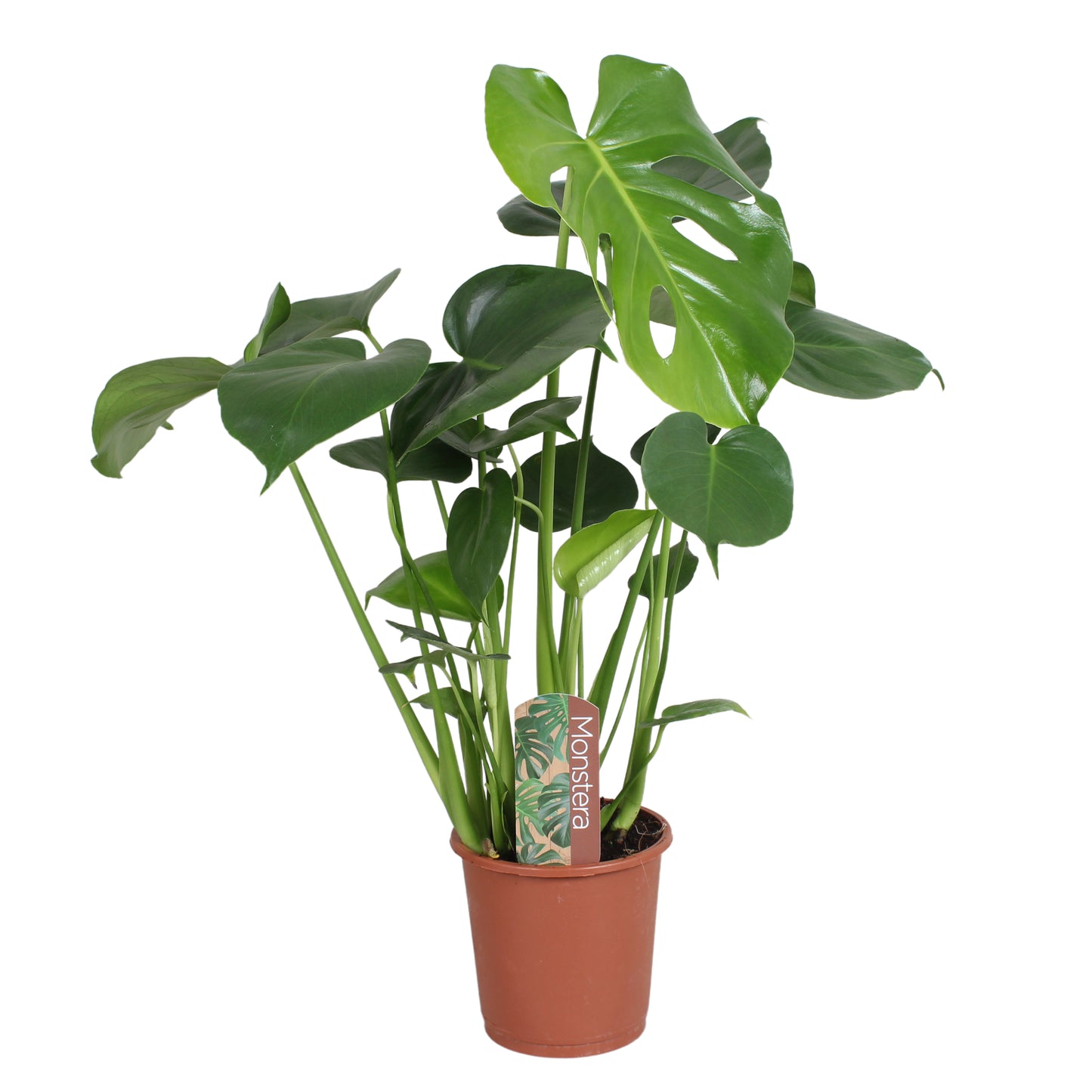 Monstera deliciosa 60cm 13cm Pot