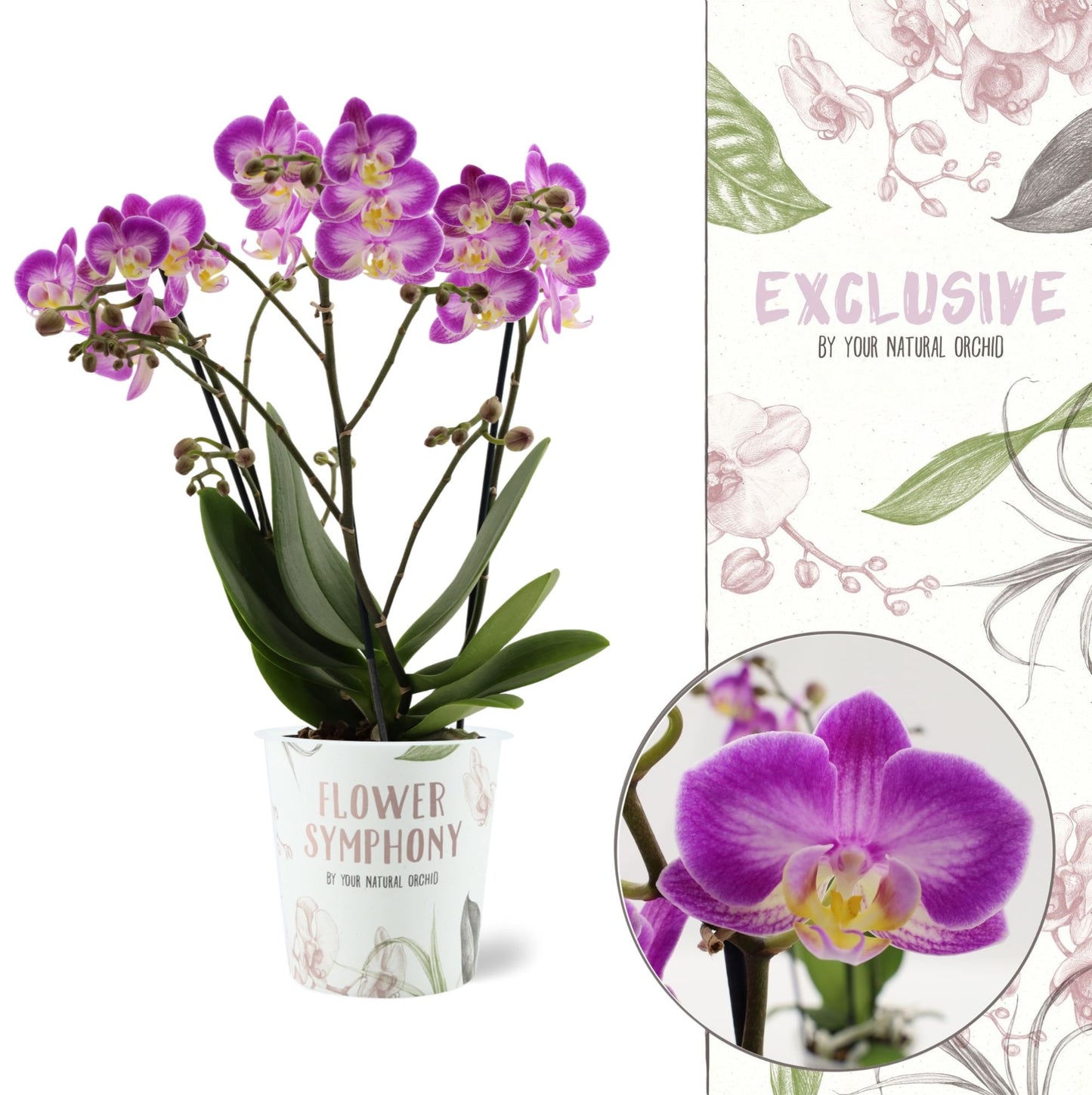 Phalaenopsis Sunca Pula 45cm 12cm Pot