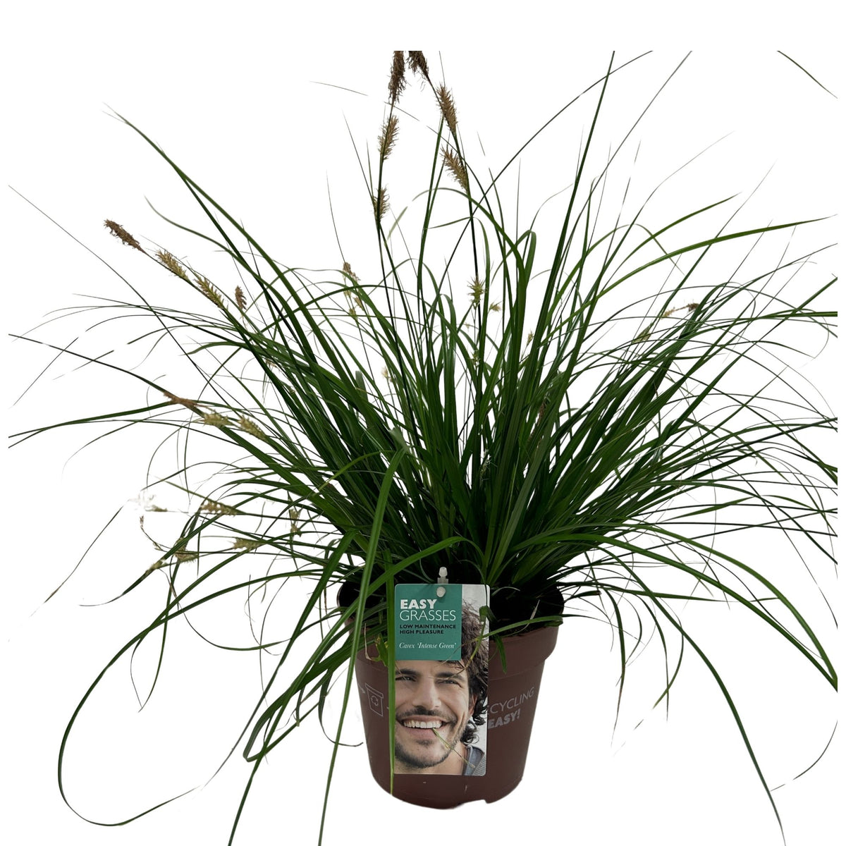 Carex oshimensis 35cm 17cm Pot