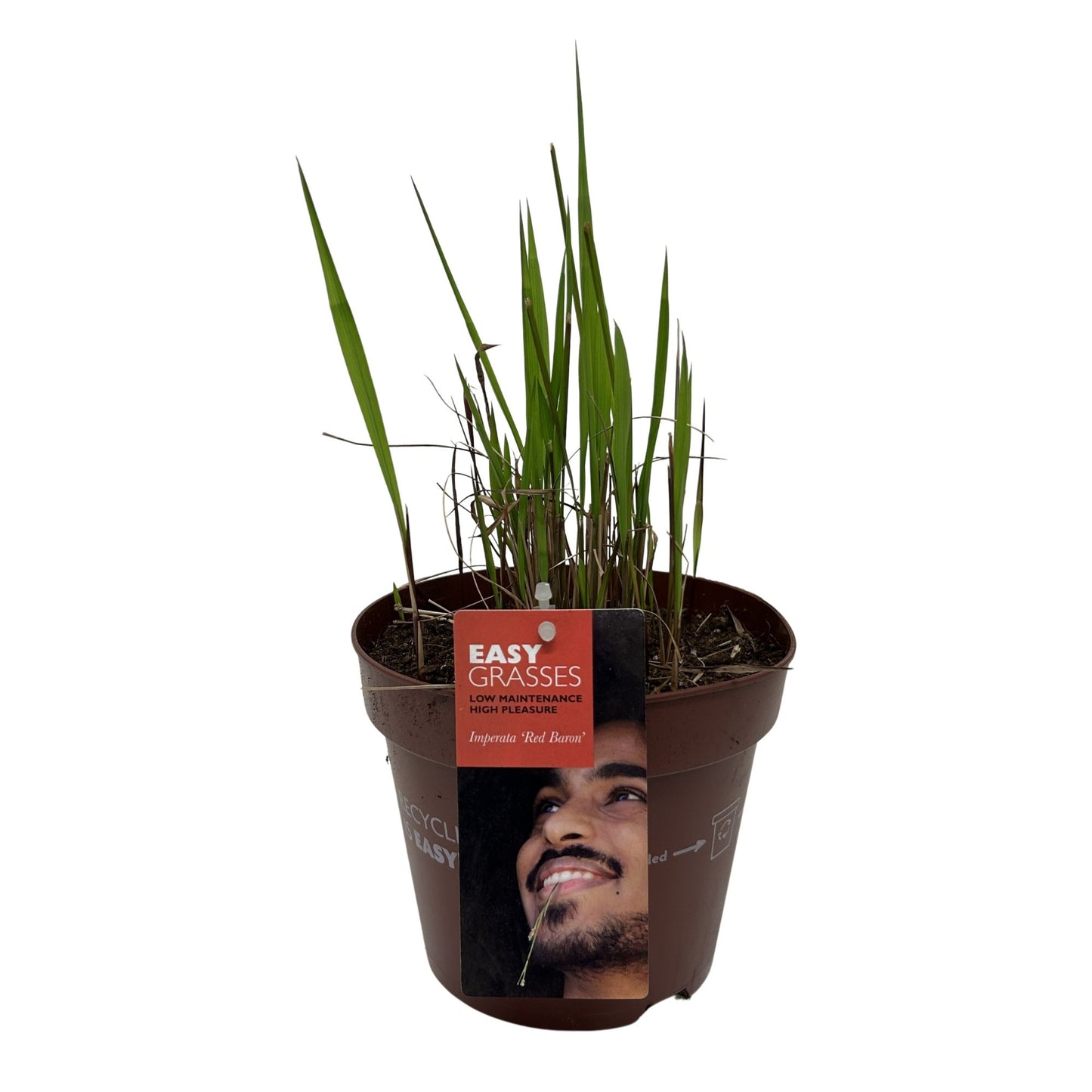 Imperata Red Baron 30cm 17cm Pot