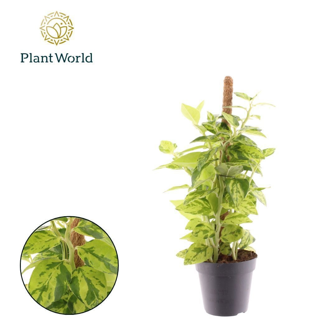 Pedilanthus tith. Green Blush 40cm 12cm Pot