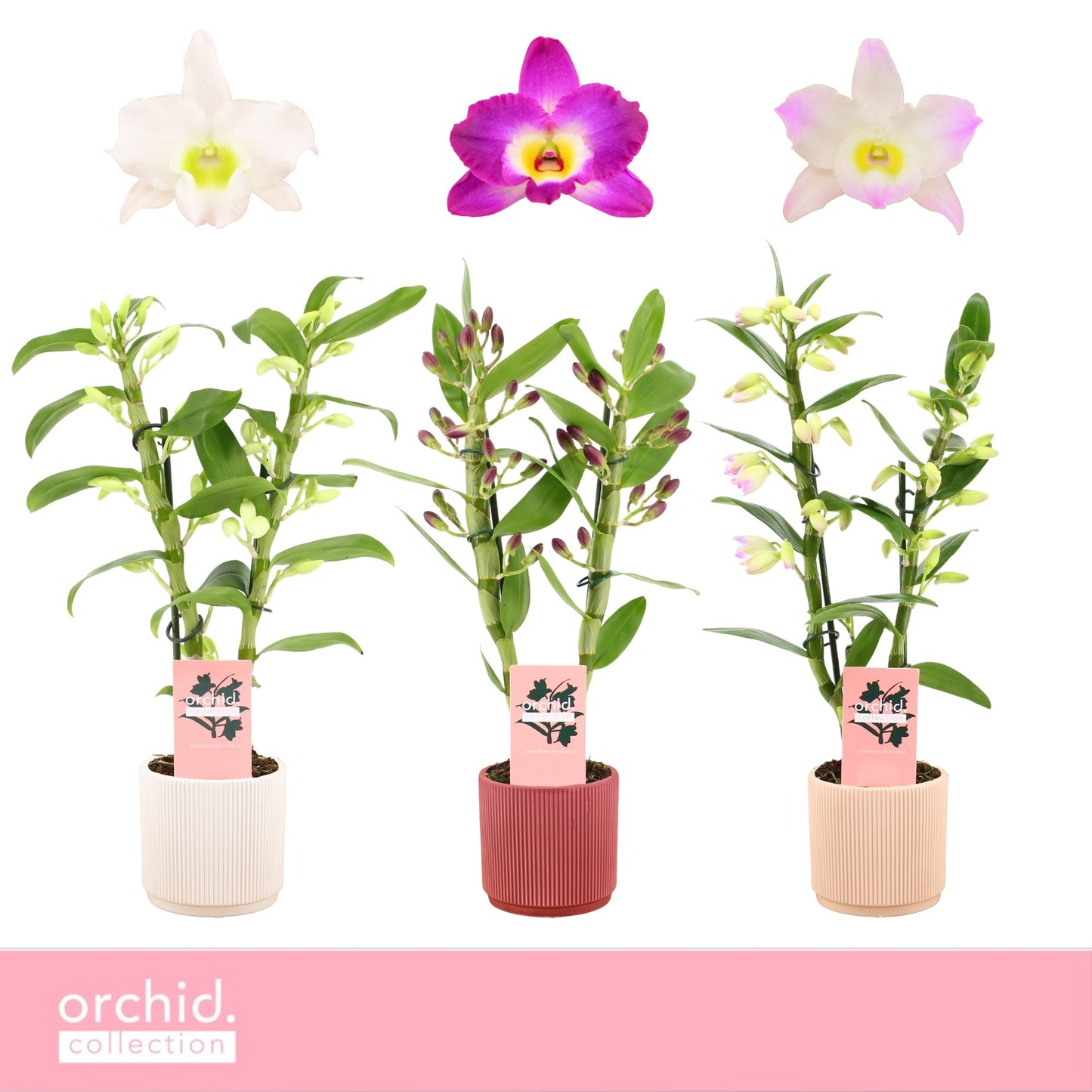 Dendrobium nobile mix 40cm 12cm Pot