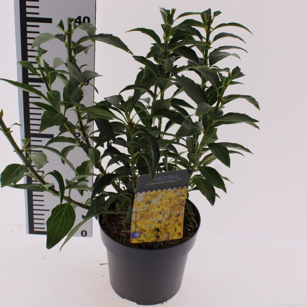 Forsythia intermedia 35cm 17cm Pot