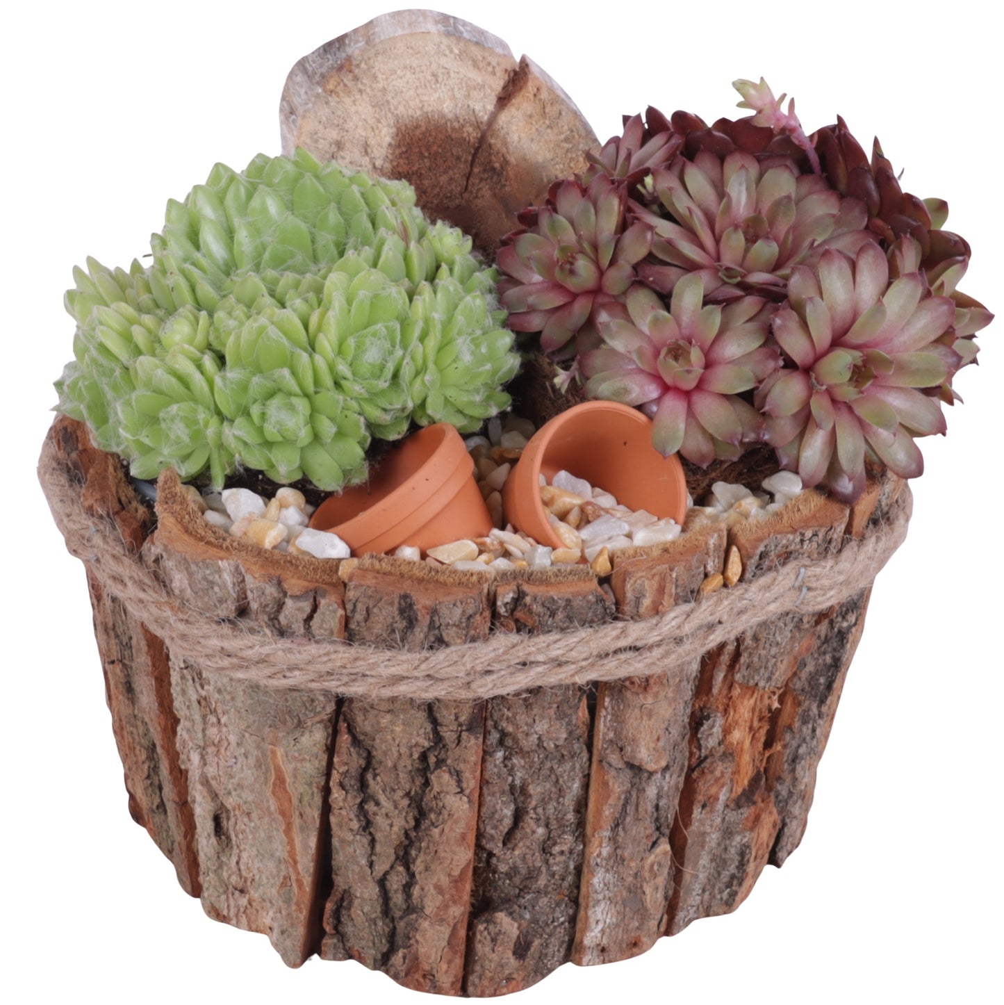 arr. Sempervivum 15cm 17cm Pot