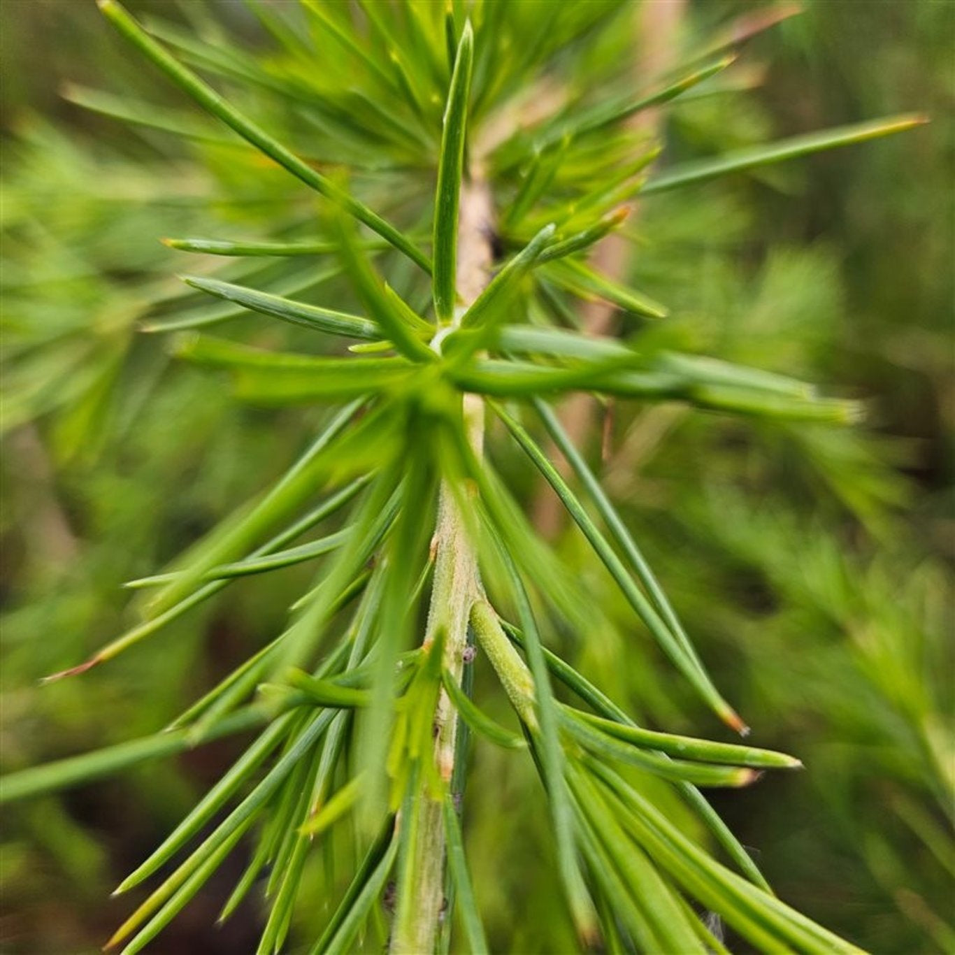 Cedrus overig 90cm 23cm Pot