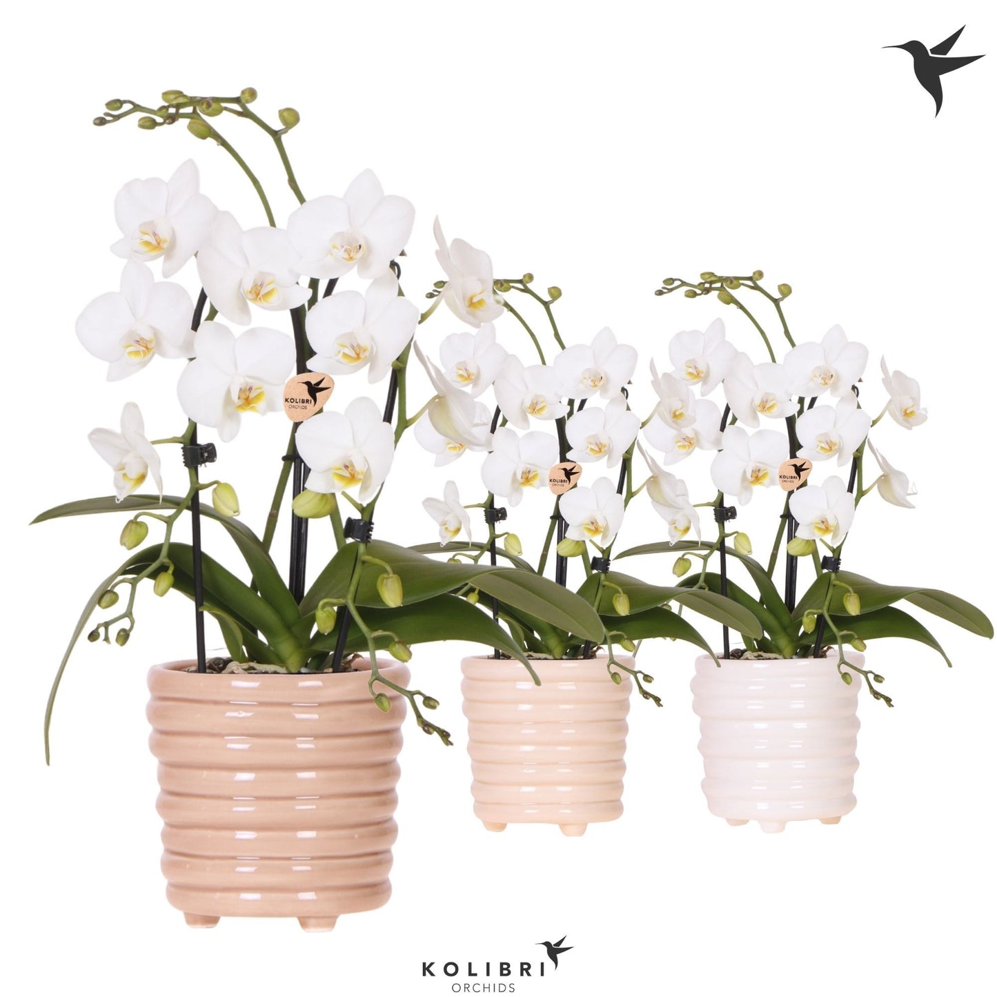 OK Plant Phalaenopsis Elegant cascade Pack of 7