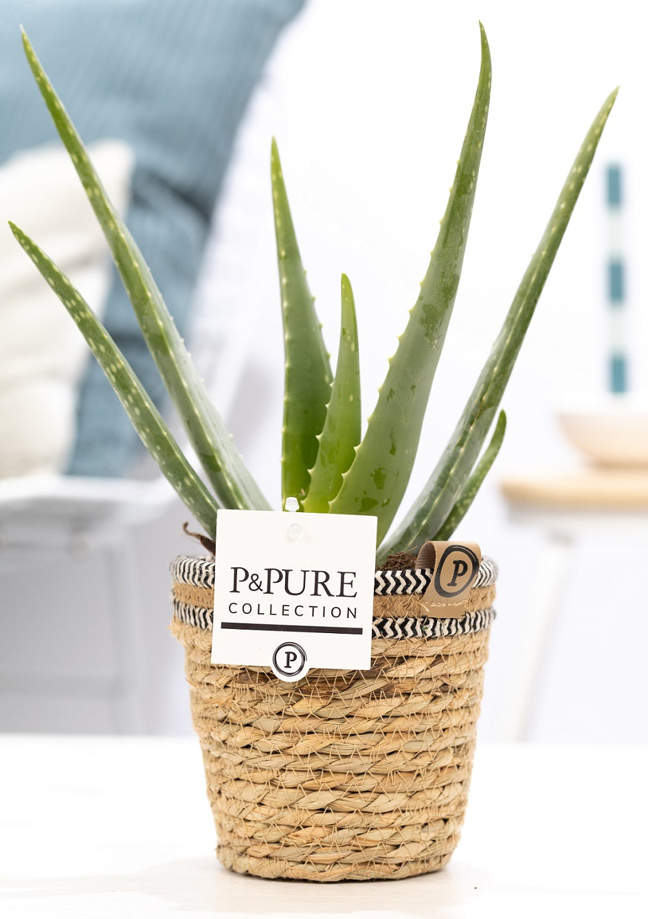 Aloe vera 40cm 12cm Pot