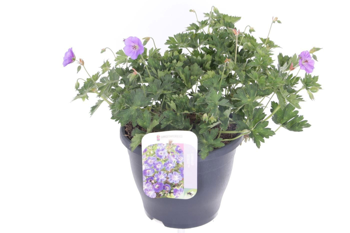 Geranium Rozanne (Hardy) 40cm 23cm Pot