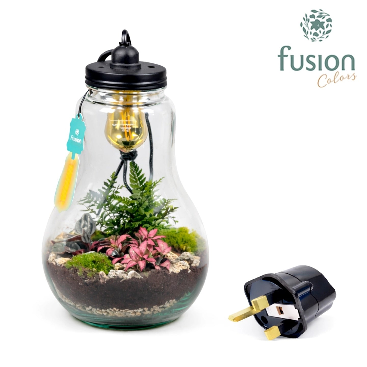 Glas Terrarium XXL met verlichting met Groene Planten en Engelse stekker 43cm 24cm Pot