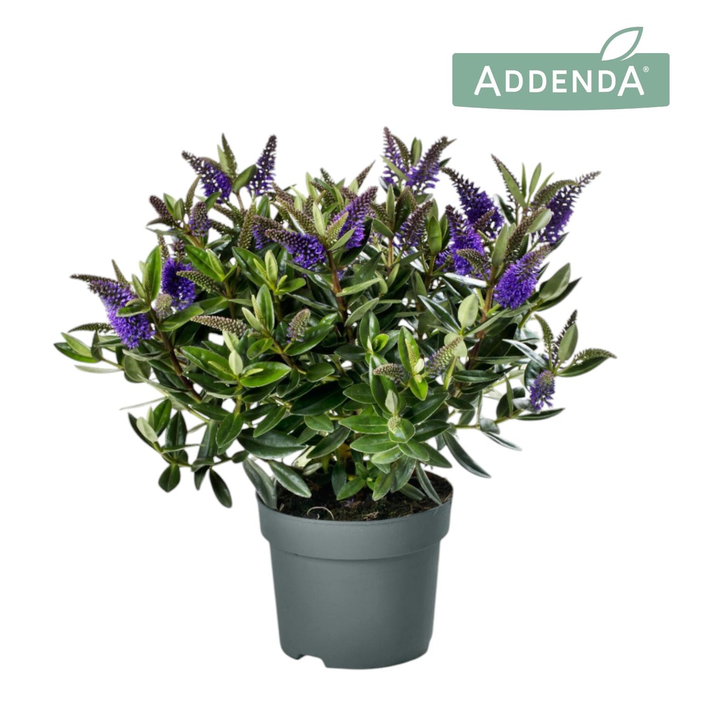 FlevoFlora Hebe Hebedonna Britta Pack of 6