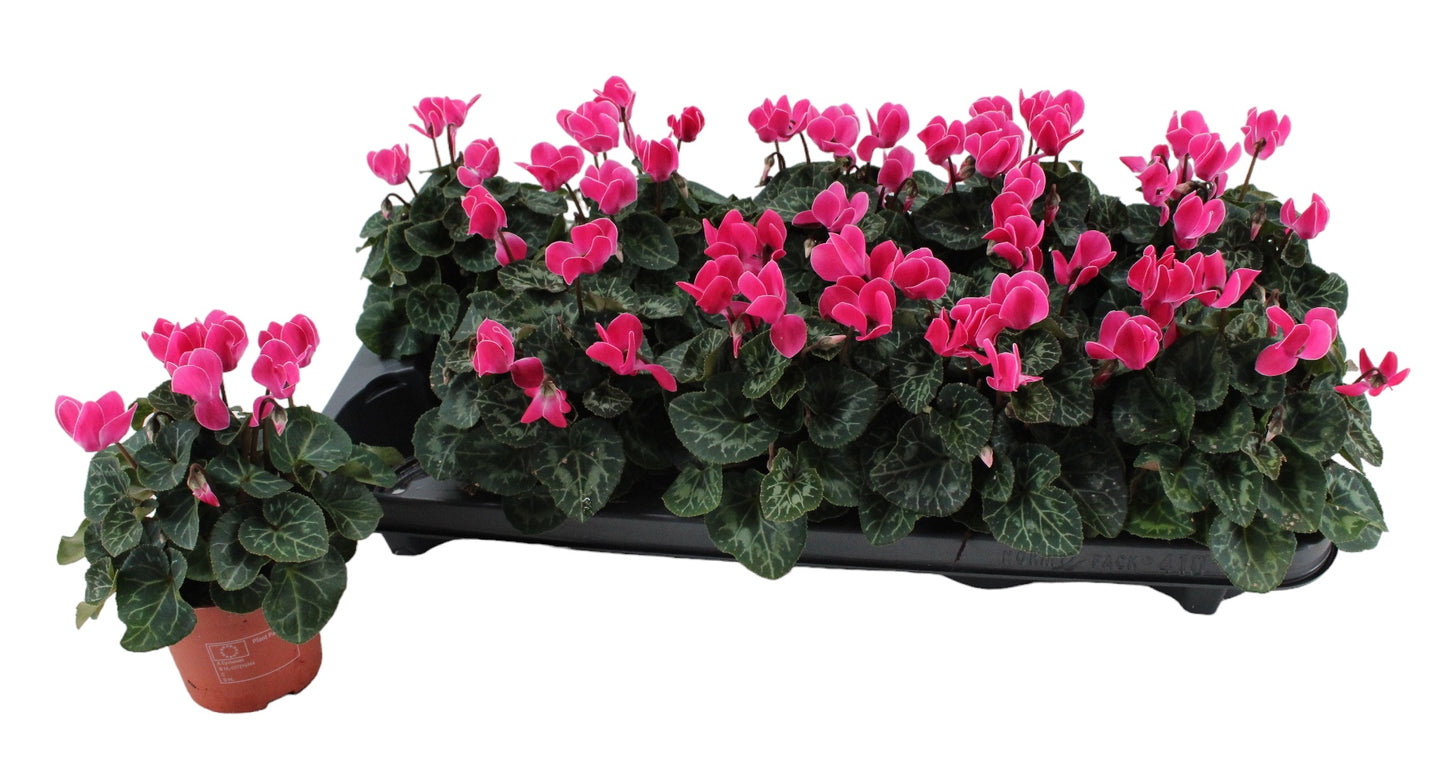 Cyclamen Verano Mix 18cm 9cm Pot