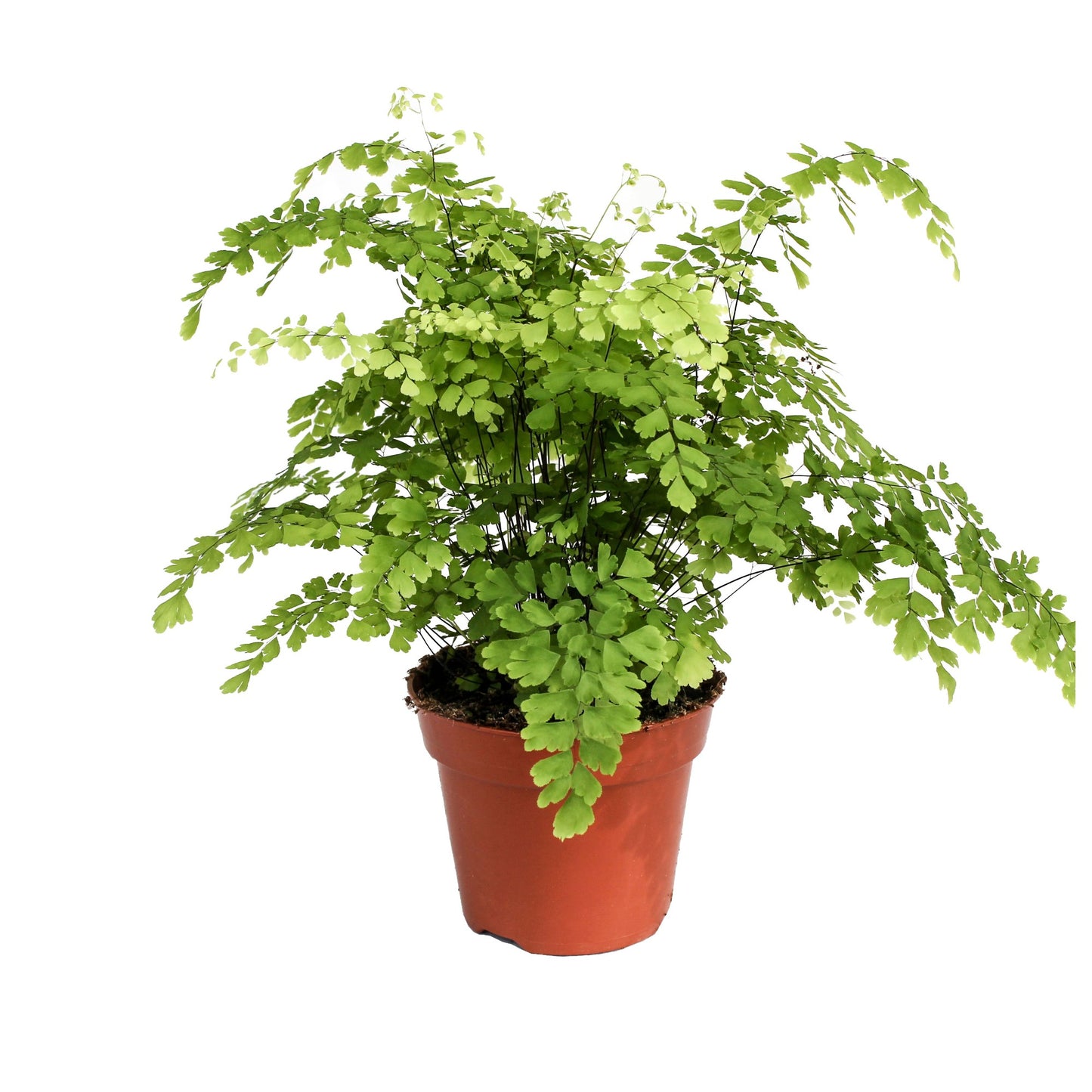 Adiantum Fragrans 40cm 17cm Pot
