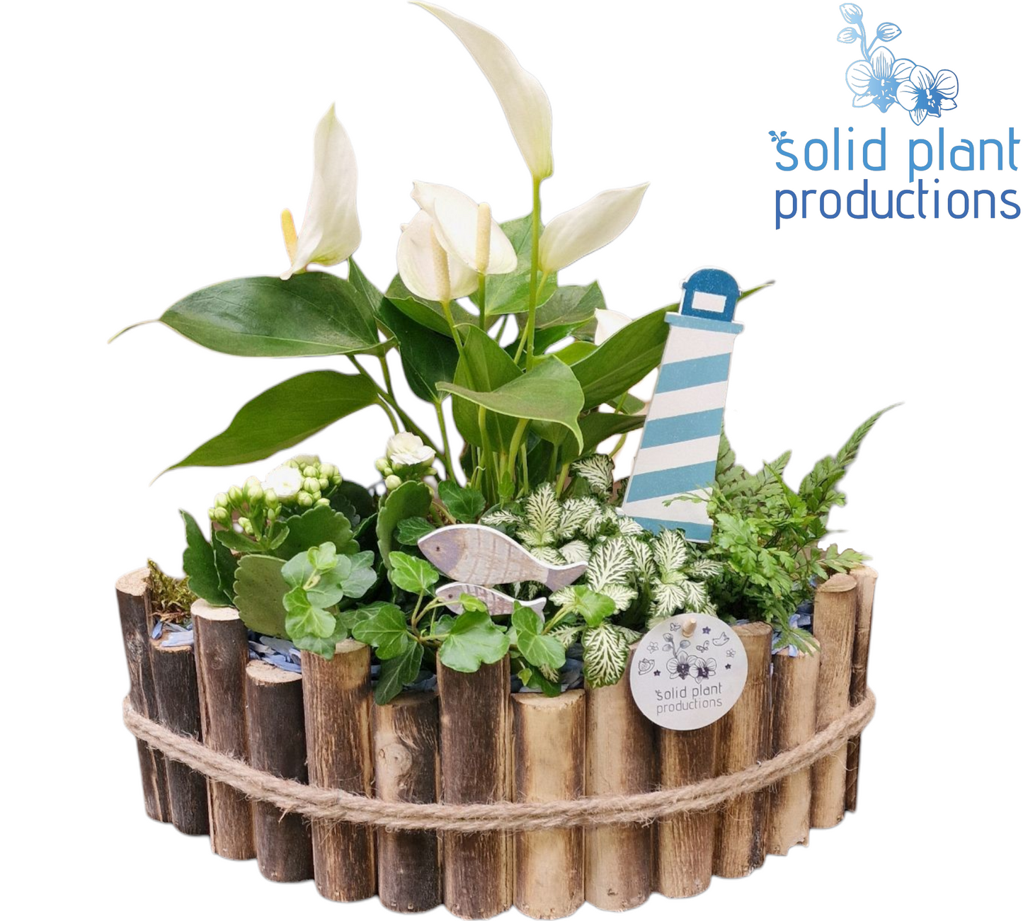 Solid Plant Productions HAT006 Napoli Large Blue Anthurium Pack of 1