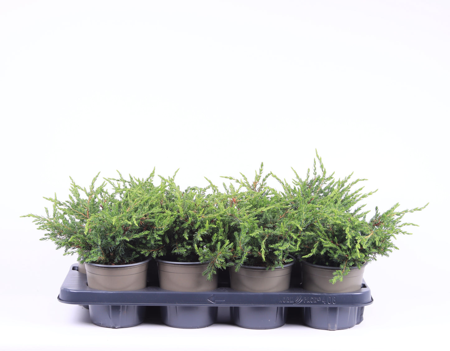 Juniperus Repanda 20cm 13cm Pot