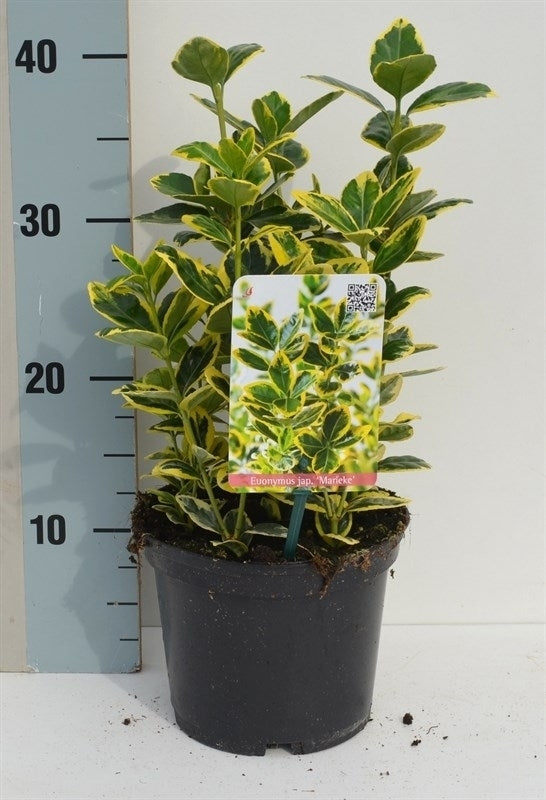 Euonymus Ovatus Aureus 35cm 17cm Pot