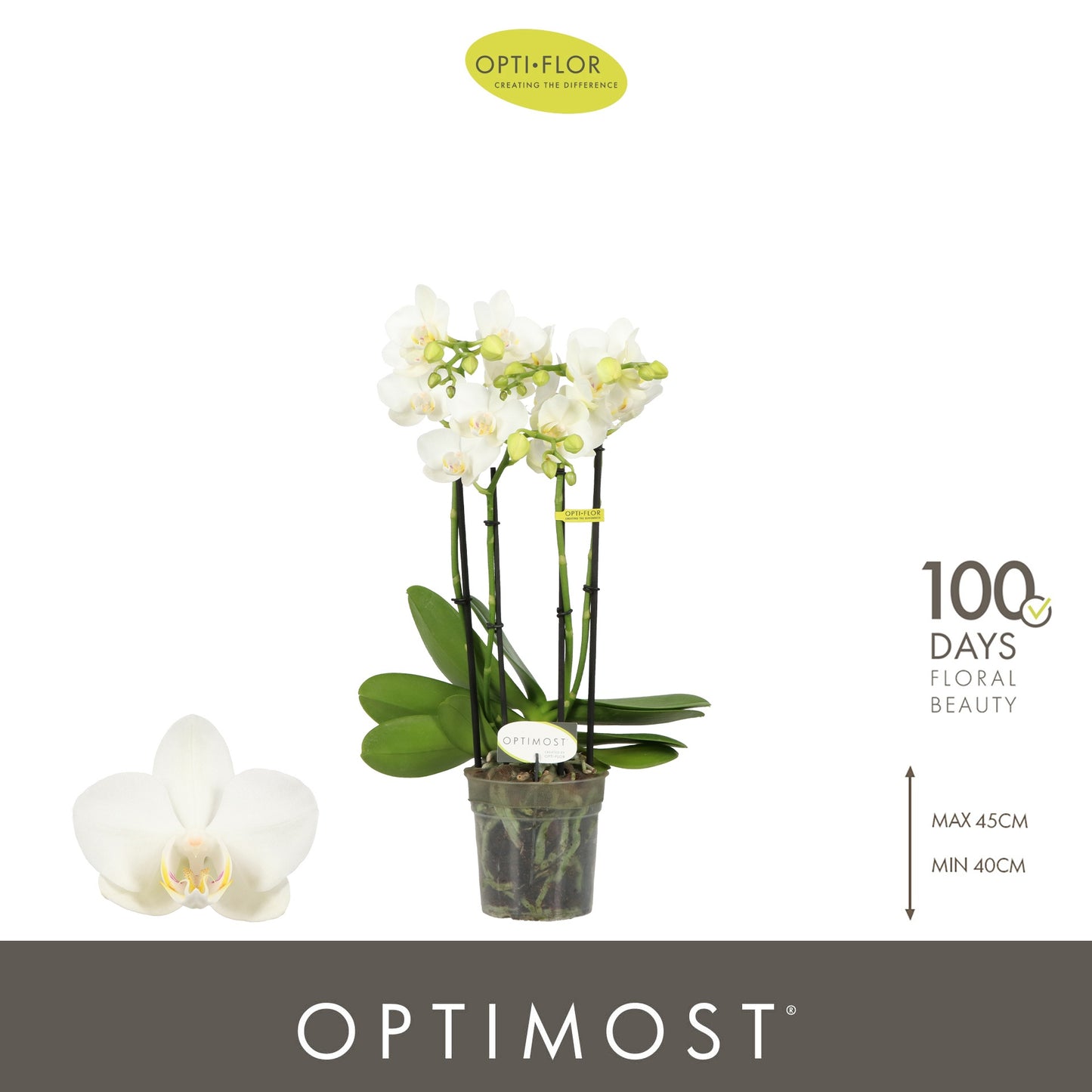 Phalaenopsis multiflora white 45cm 12cm Pot