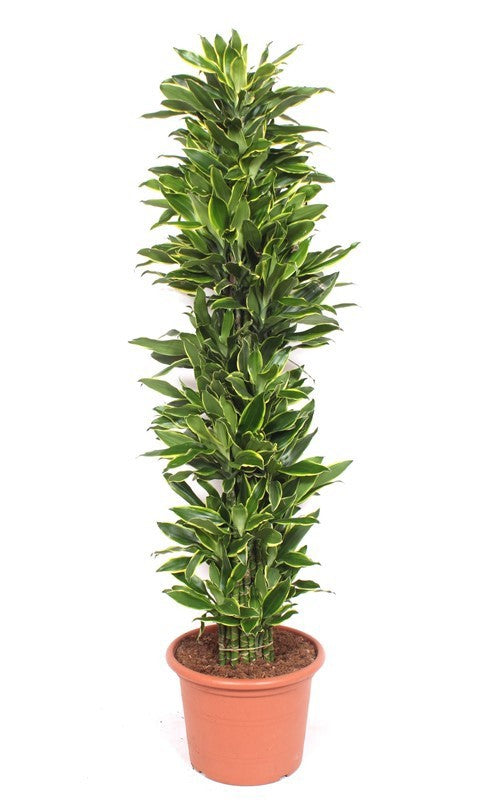 Dracaena fragrans Golden Coast 230cm 45cm Pot