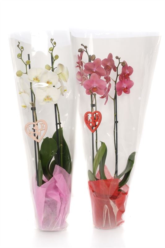 Phalaenopsis mix 55cm 12cm Pot