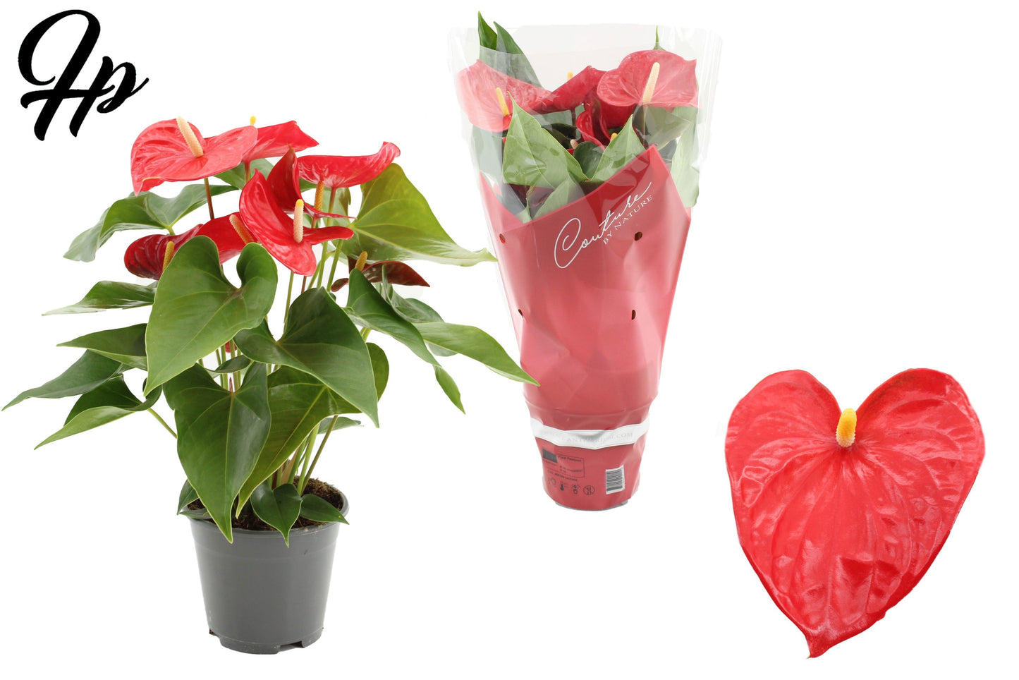 Anthurium Casparo 45cm 14cm Pot