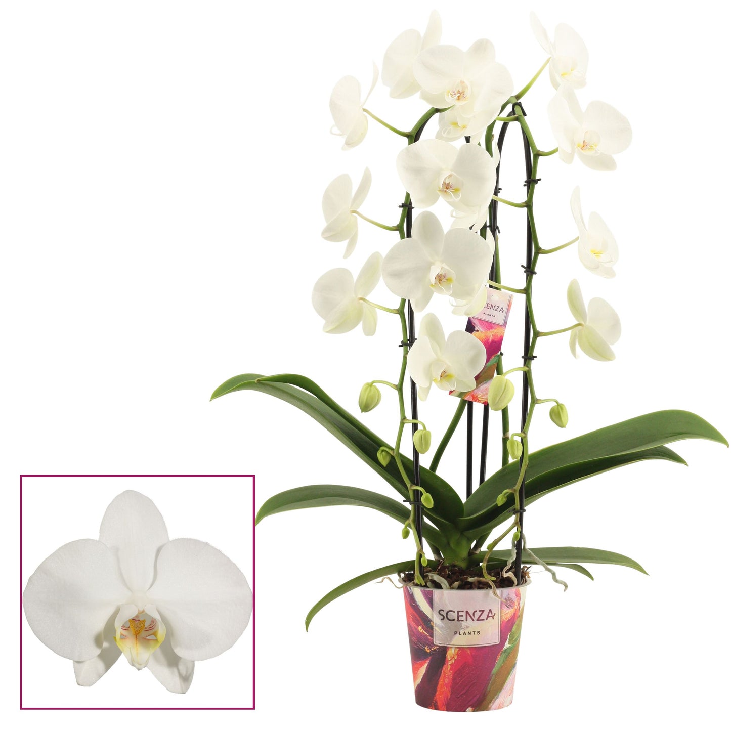 Phalaenopsis white 55cm 12cm Pot