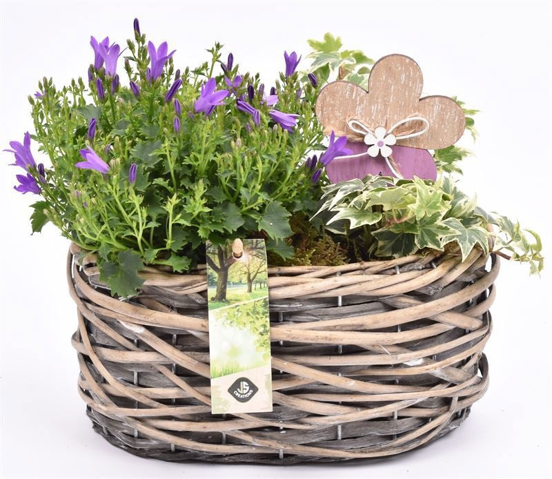 arr. Campanula 2233 22cm Pot