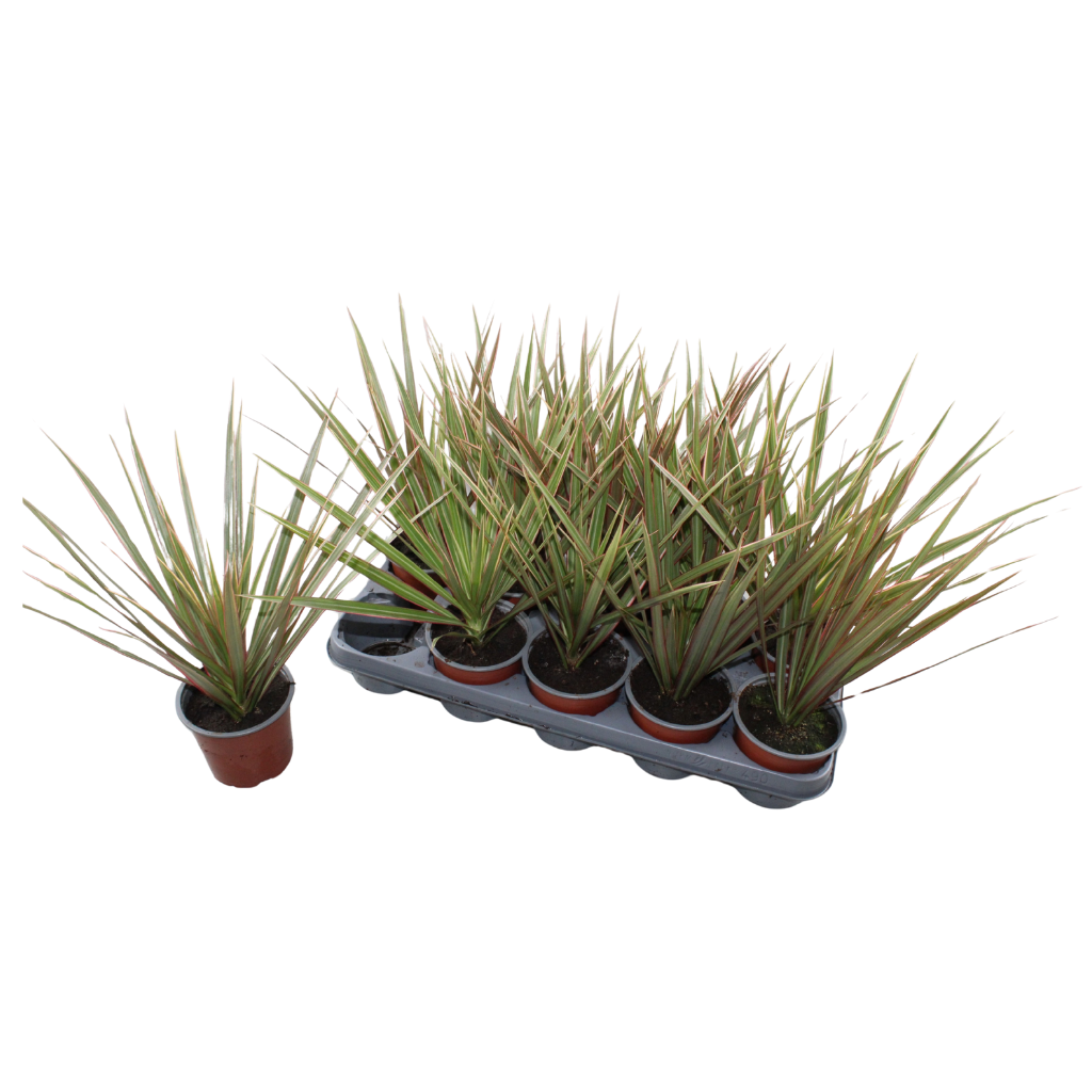 Dracaena Bicolor 35cm 12cm Pot