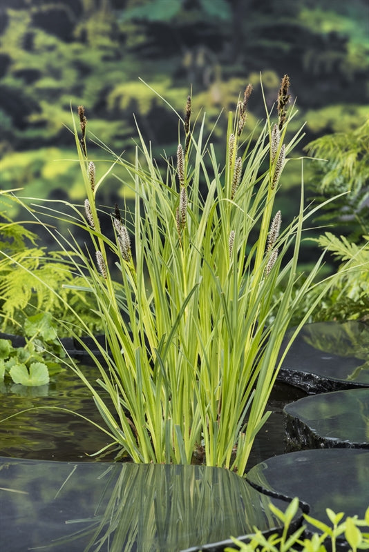 Waterplkw R. Moerings Carex riparia Pack of 3