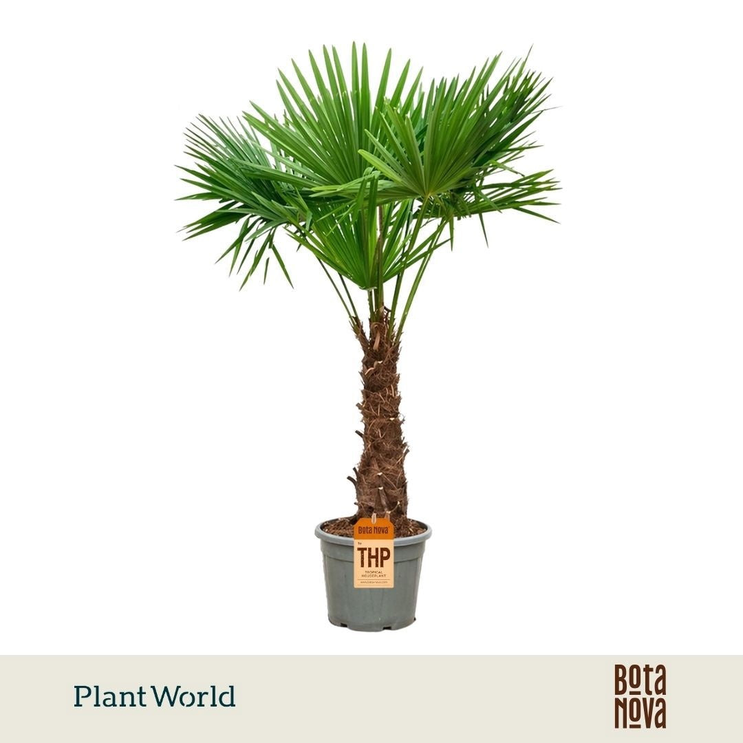 Trachycarpus fortunei 230cm 45cm Pot