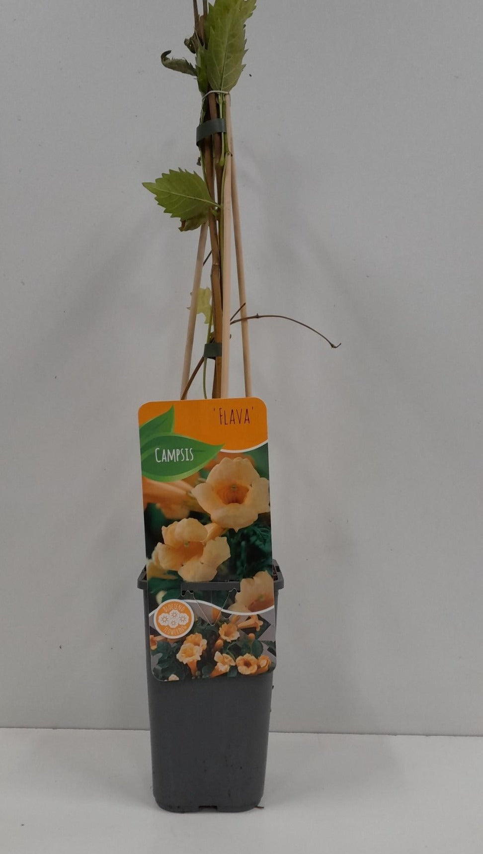 Campsis radicans Flava 60cm 14cm Pot