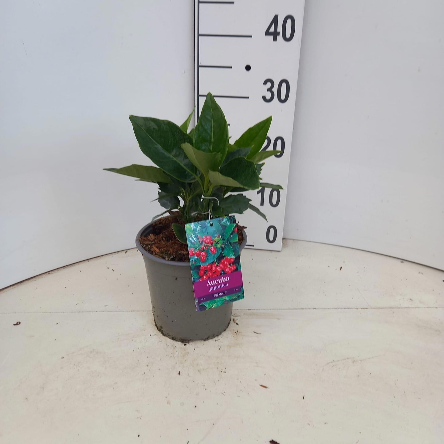 About Plants Zundert BV Aucuba Rozannie Pack of 1