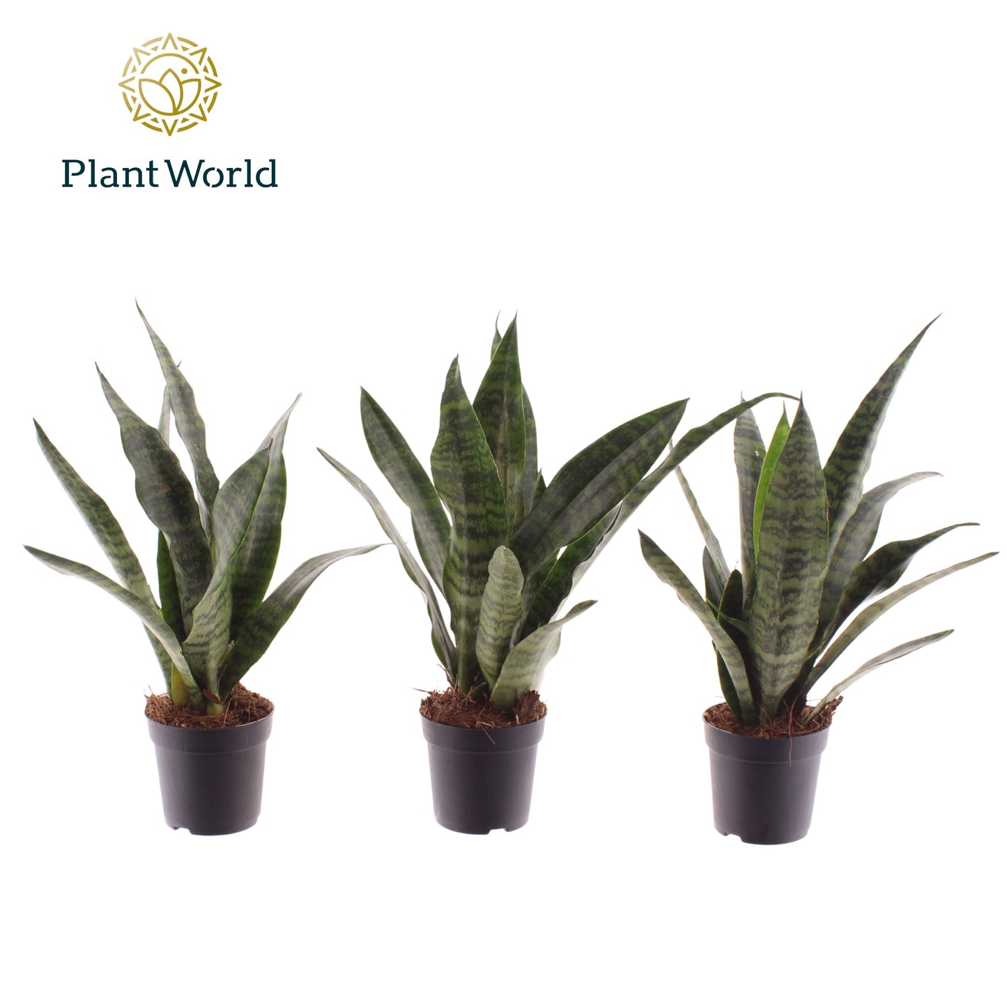 Sansevieria Black Coral 25cm 7cm Pot