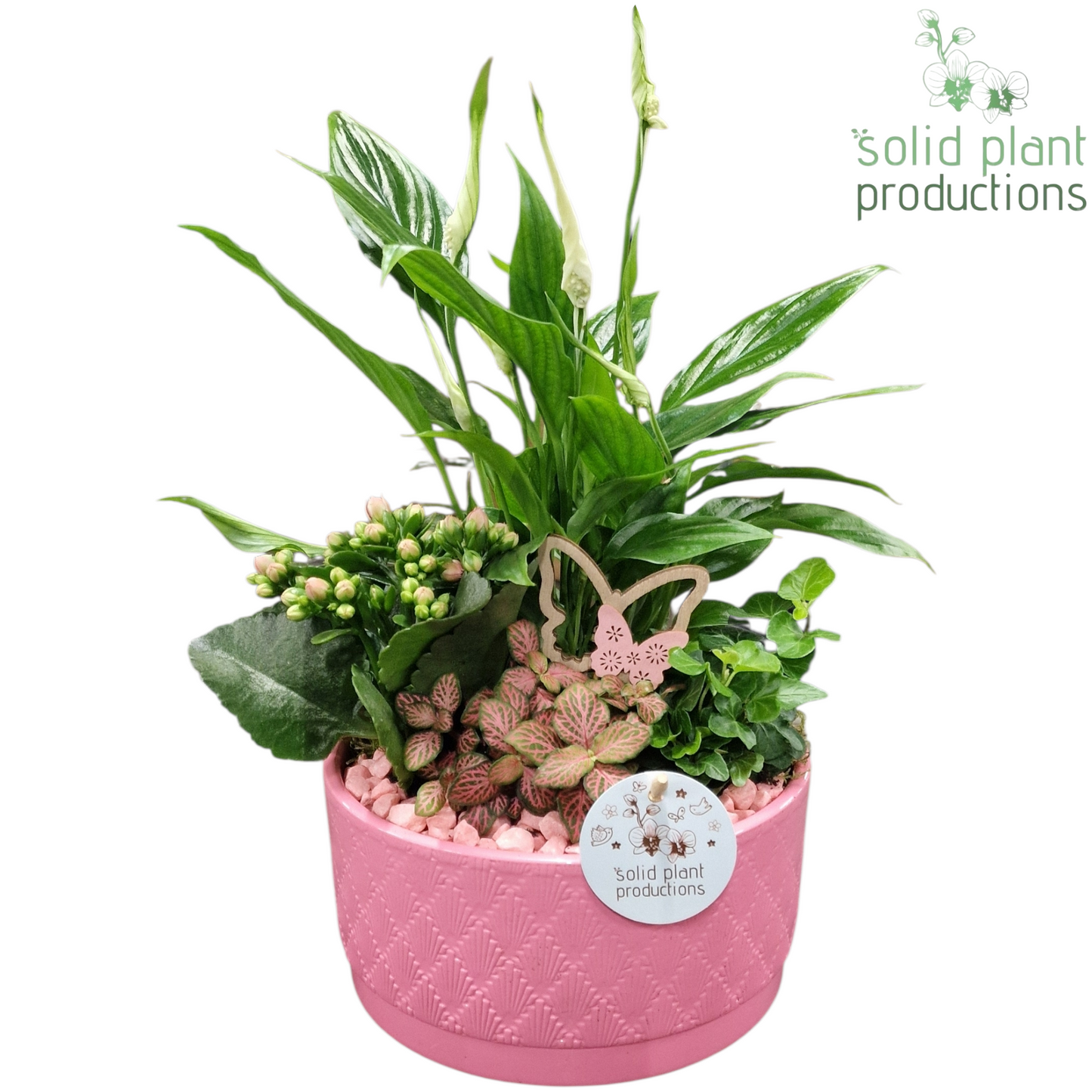 Solid Plant Productions SP003 Loes Pink Pack of 3
