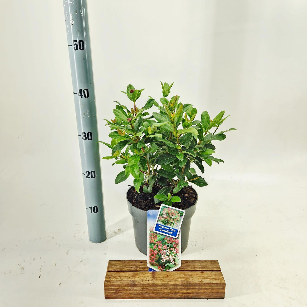 Viburnum tinus Gwenllian 40cm 19cm Pot