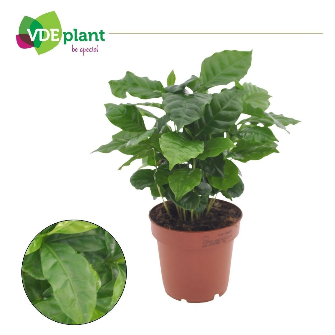 VDE plant BV Coffea arabica Pack of 8
