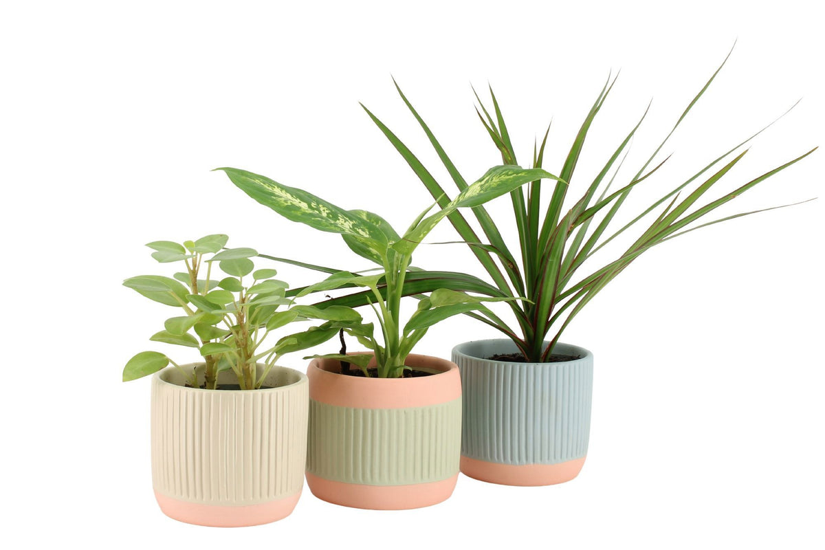 Foliage houseplants mix 20cm 8.5cm Pot
