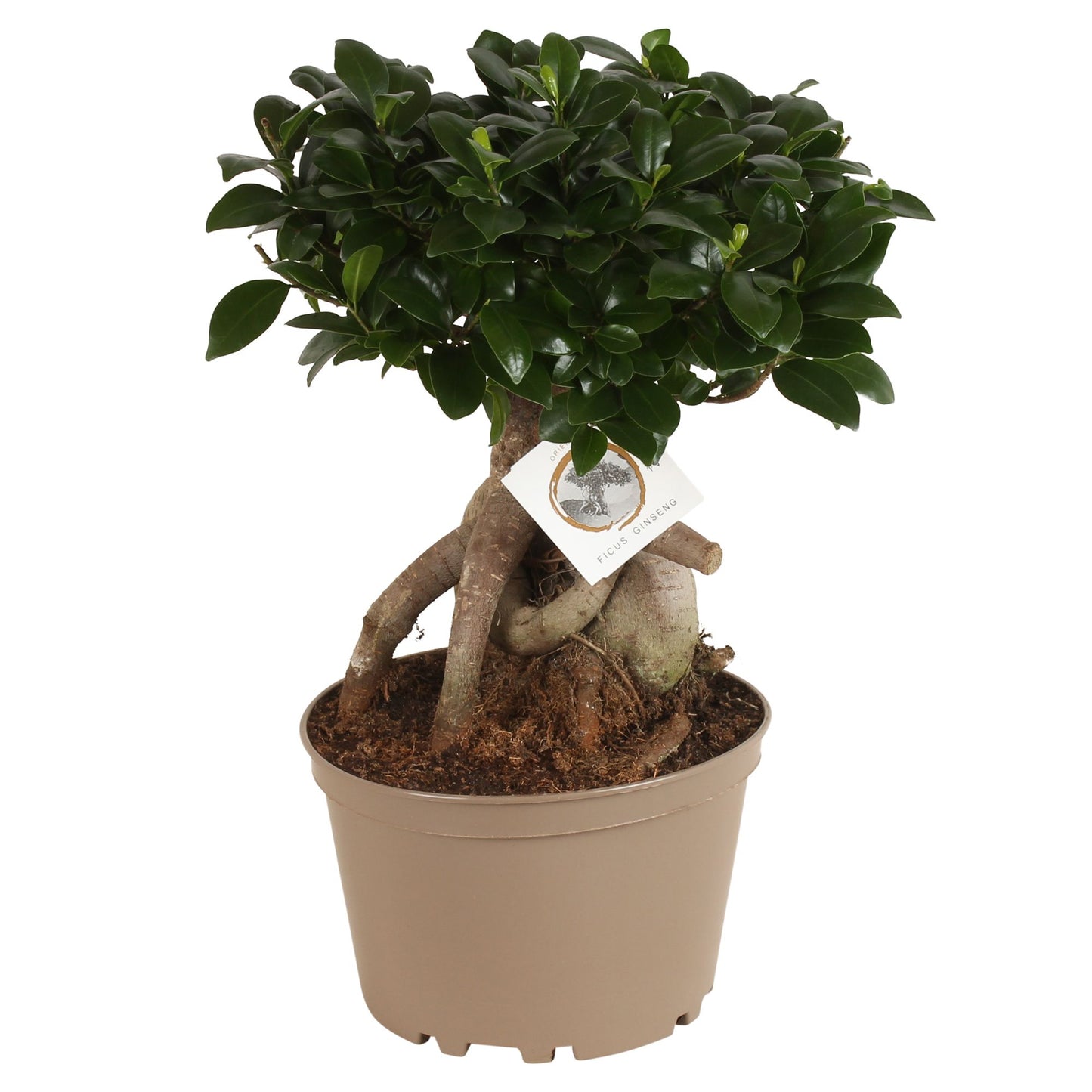 Ficus Ginseng 50cm 22cm Pot
