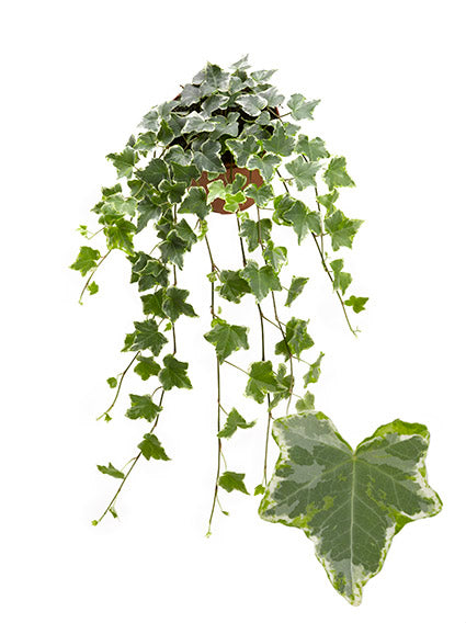Hedera helix Mint Kolibri 13cm Pot