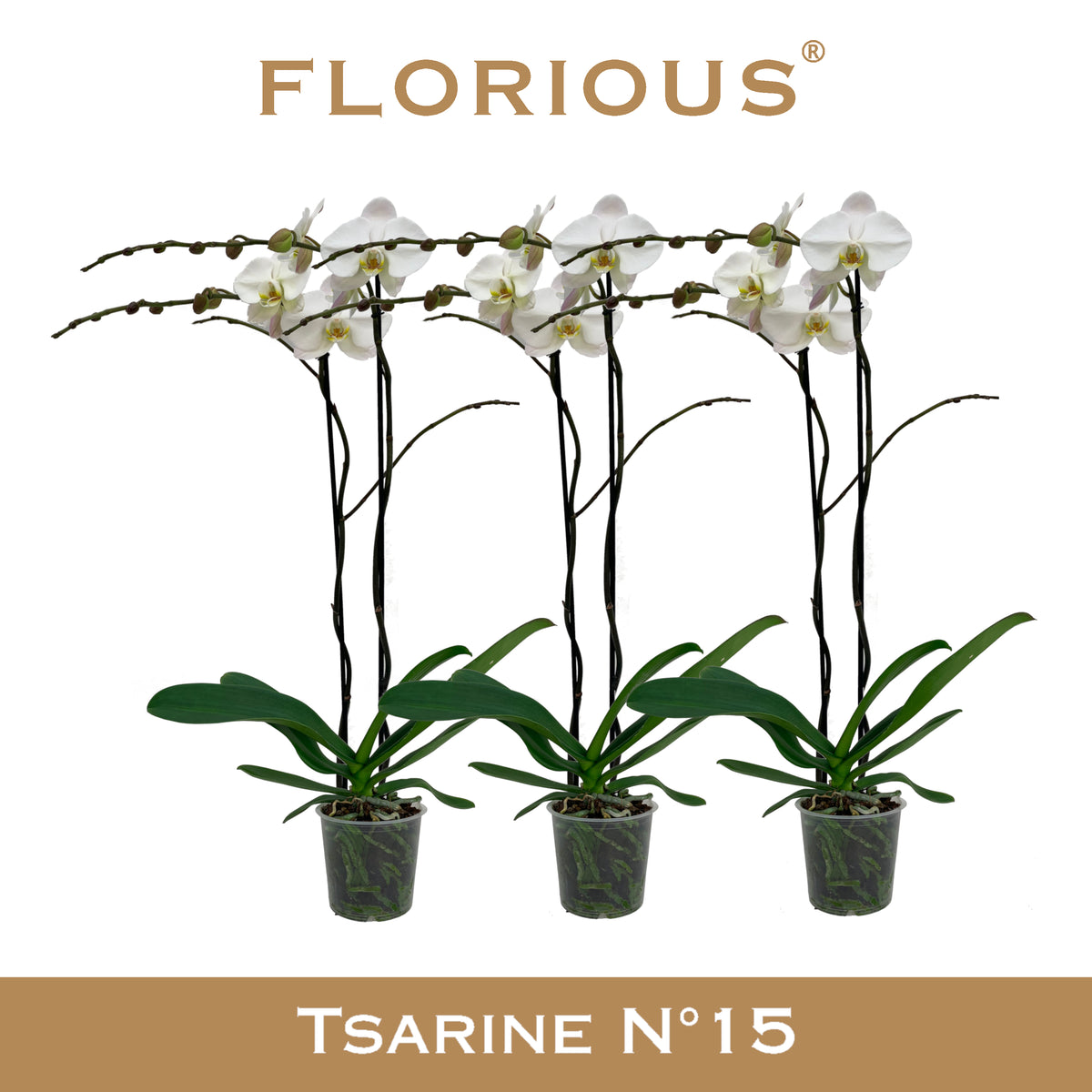 Phalaenopsis white 90cm 15cm Pot